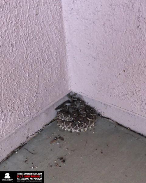 Rattlesnake Solutions LLC