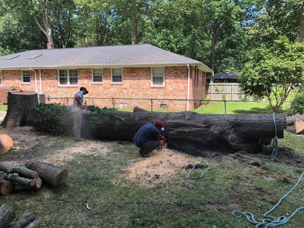 All Out Tree and Stump Removal
