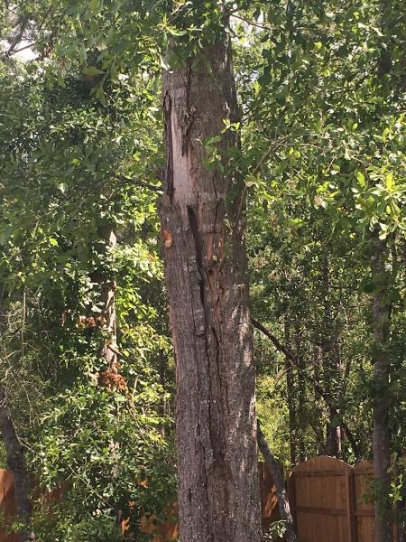 Eaddy's Tree Specialists