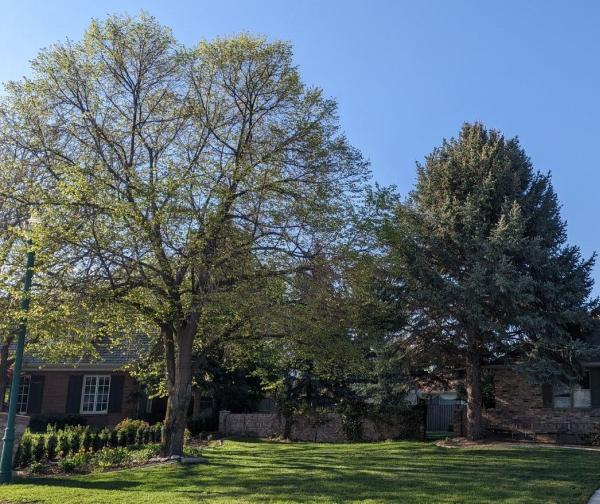 Blades Tree Removal
