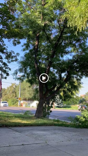 Blades Tree Removal