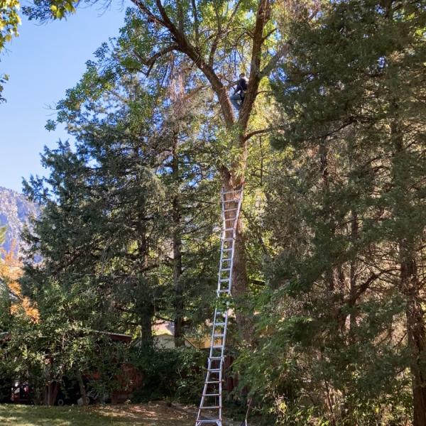 Blades Tree Removal