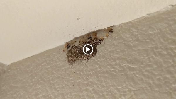 Times Up Termite