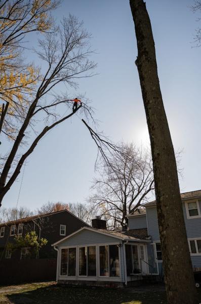 Highland Tree Service LLC