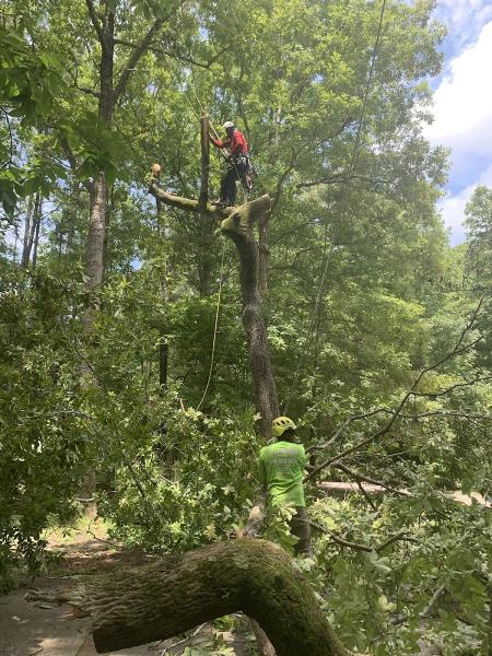 Fredin Tree Service LLC