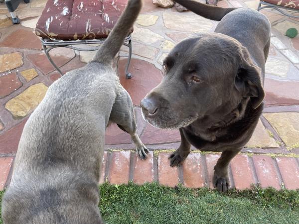 Dog Dog Poop