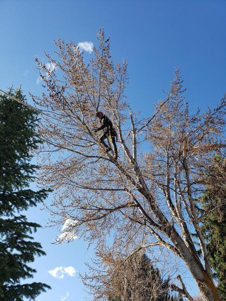 Timber Ridge Tree Service
