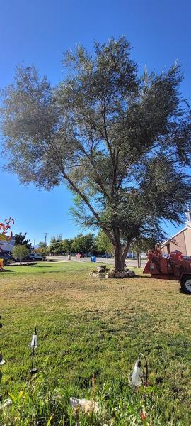 Timber Ridge Tree Service