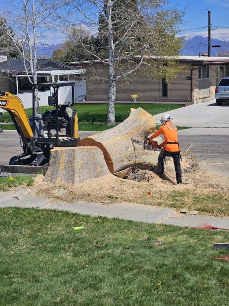Timber Ridge Tree Service