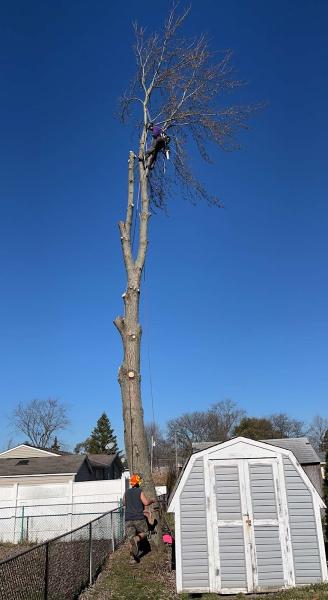 Sam's the Man Tree Service