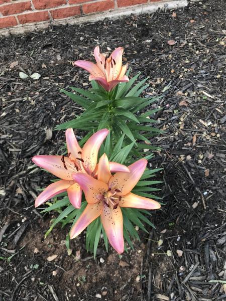 Copperhead Lawn Care
