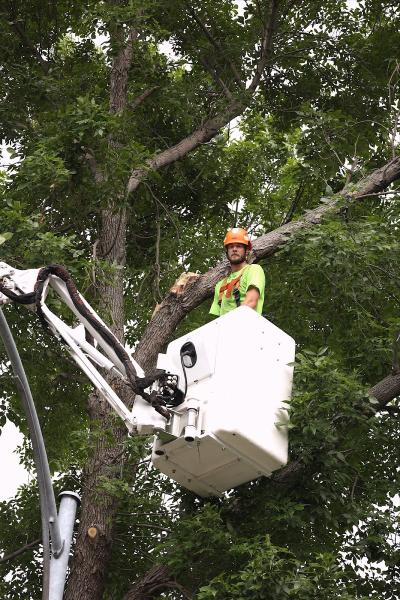Eden Tree Pros