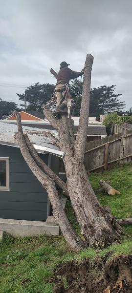 Howard Linacre Professional Arborist