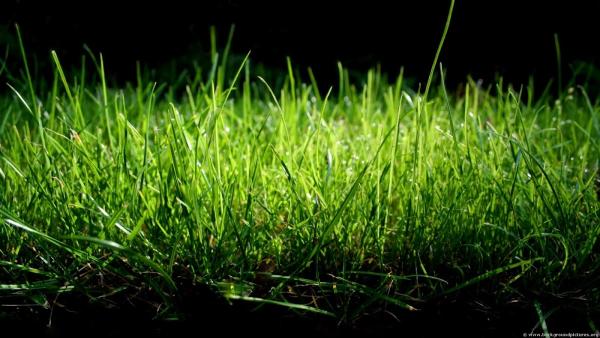 McFadden Lawn Specialist