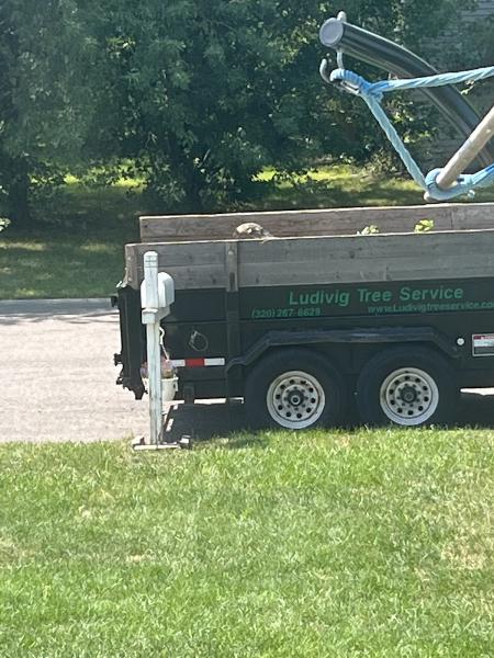 Ludivig Tree Service