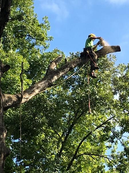 Applied Tree Services Llc