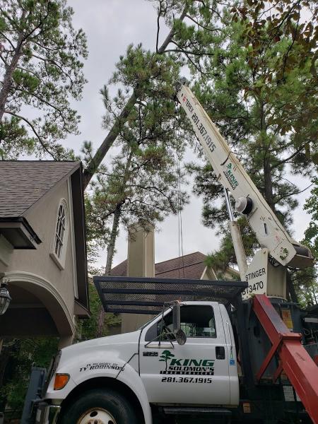 King Solomon's Tree Service
