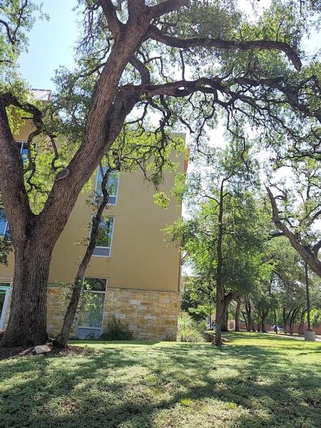 King Solomon's Tree Service