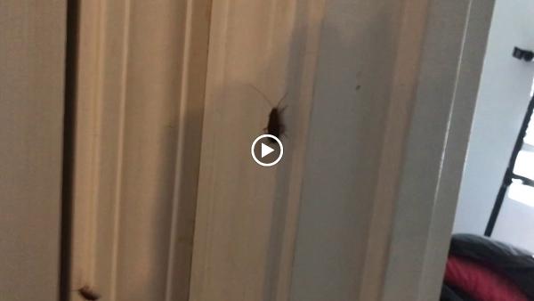 Expert Pest Control