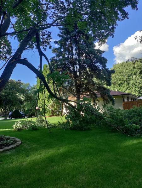 Olson Tree Service