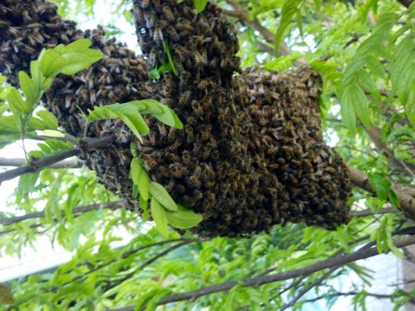 Beeman Stan Bee Removal
