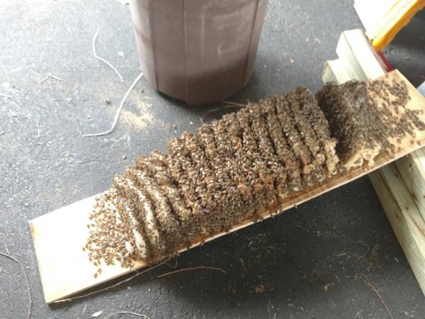 Beeman Stan Bee Removal