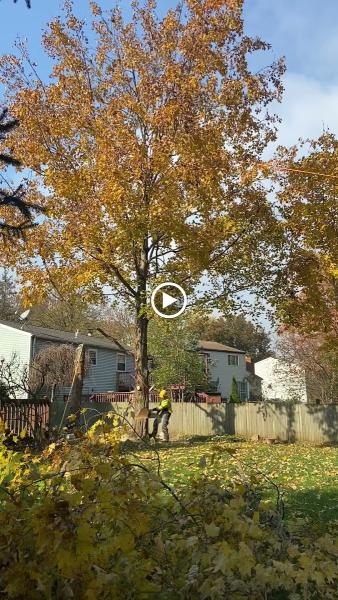 Lightning Tree Service LLC
