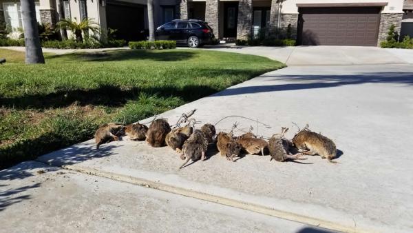 Gopher Stop