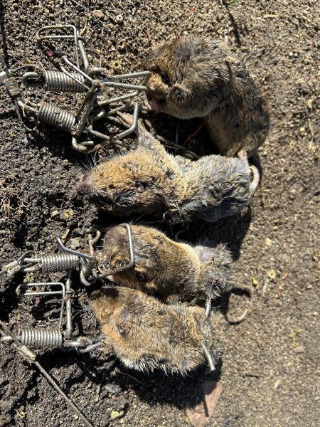 Gopher Stop
