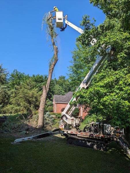 Korte Tree Care