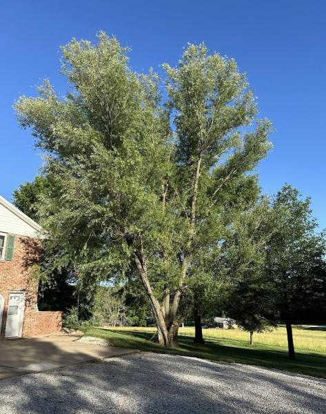 Korte Tree Care