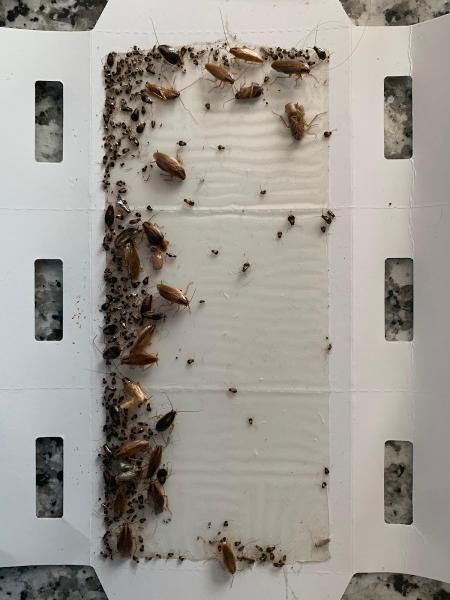 Intech Pest Control