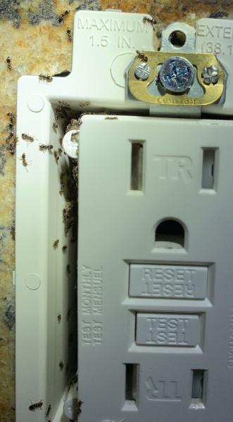 Intech Pest Control