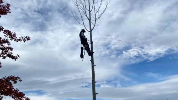 Dan's Tree Services