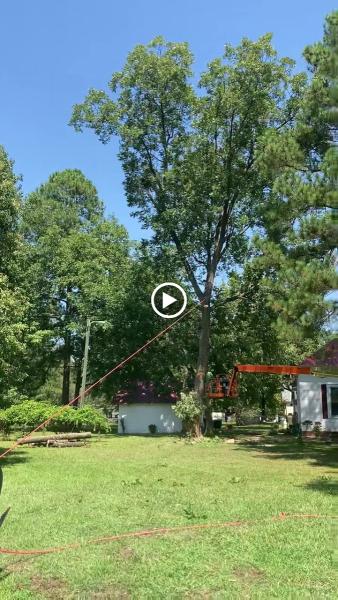 DC Tree Cutting