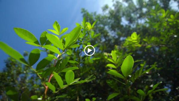 Tree Health Management