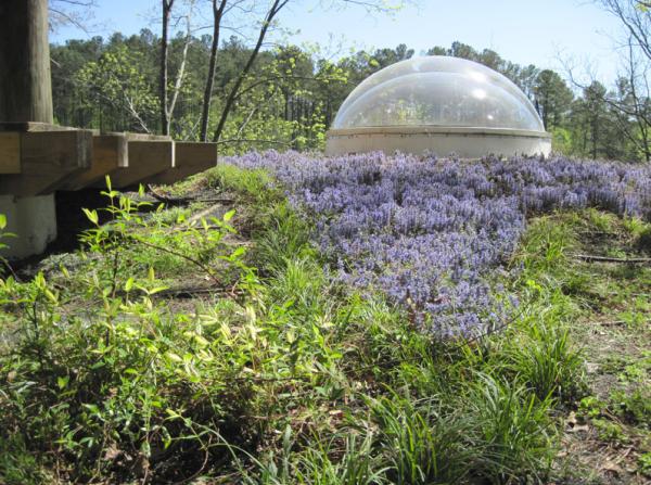 Atlantic Star Landscape Architecture/Living Roofs LLC