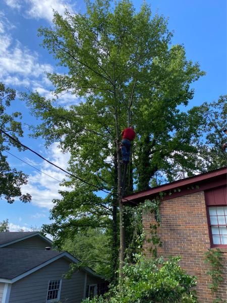 Cahaba River Tree Service