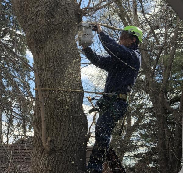 Majestic Tree Co