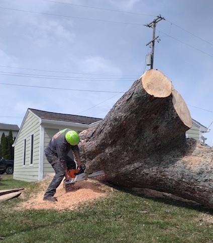Majestic Tree Co