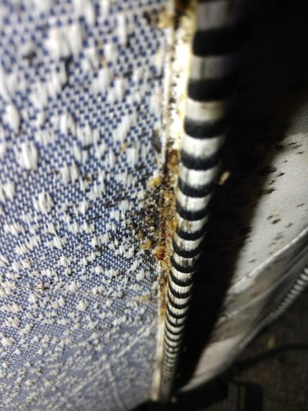 Alleviation Pest Control