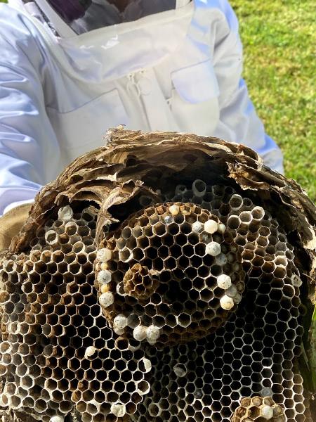 Alleviation Pest Control