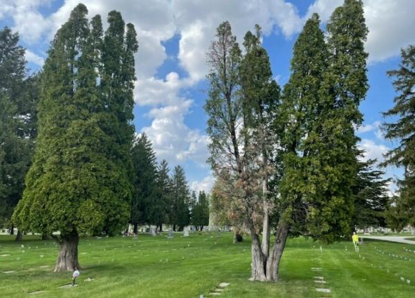 Goodpaster Tree Service