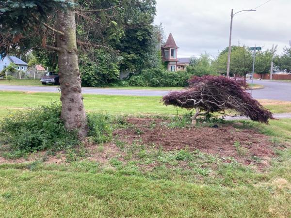 TBT Stump Grinding