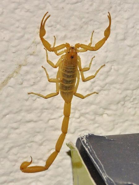 Newmans Pest Control