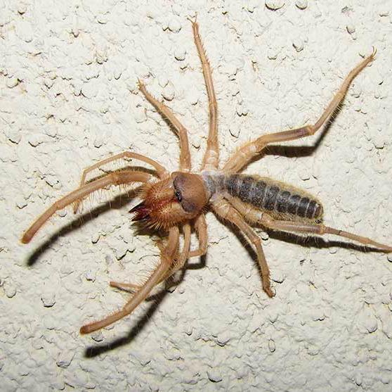 Newmans Pest Control