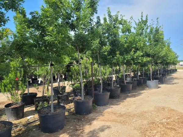 Fannin Tree Farm