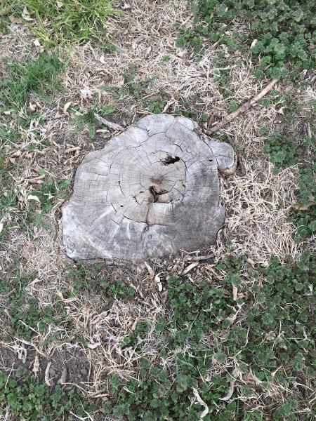 Plautz Stump Grinding LLC