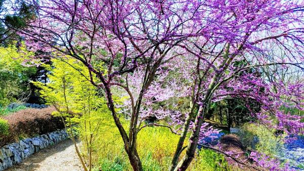 Backyard Lawn & Landscape LLC