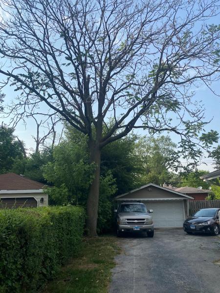 New Look Lawn & Tree Service